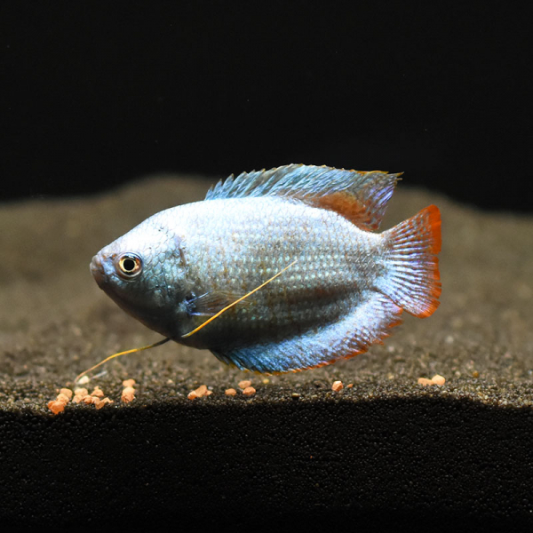 Zwergfadenfisch Cobalt Blue, Colisa lalia var. cobaltblue